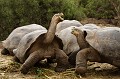 Tortue géante des Galapagos  dans la station de recherche Charles Darwin 
 Galapagos 
 Equateur 
 Parc National des Galapagos 
 Espèce menacée de disparition  